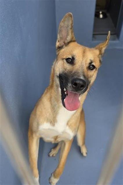 CAPIBARA - Siberian Husky / Pit Bull Terrier available for adoption