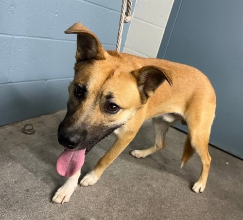 CAPIBARA - Siberian Husky / Pit Bull Terrier available for adoption