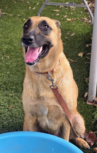 NONA - Belgian Shepherd Malinois available for adoption