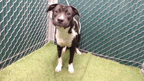 CHEVELLE - Pit Bull Terrier available for adoption