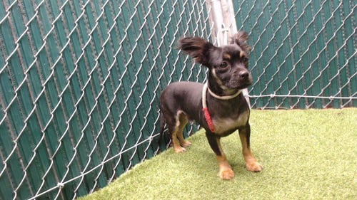 MAX - Terrier available for adoption
