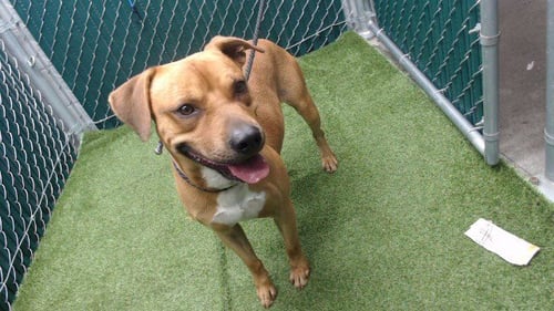 SCOOBY - Pit Bull Terrier available for adoption