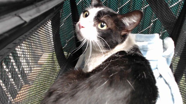 OX - Domestic Short Hair available for adoption