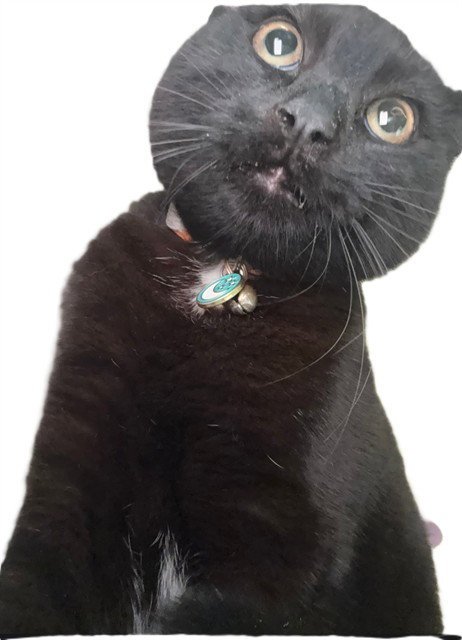 SHADOW - Domestic Short Hair available for adoption