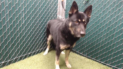 KNIGHT - German Shepherd Dog available for adoption