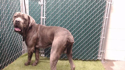 JAY - Cane Corso Mastiff available for adoption