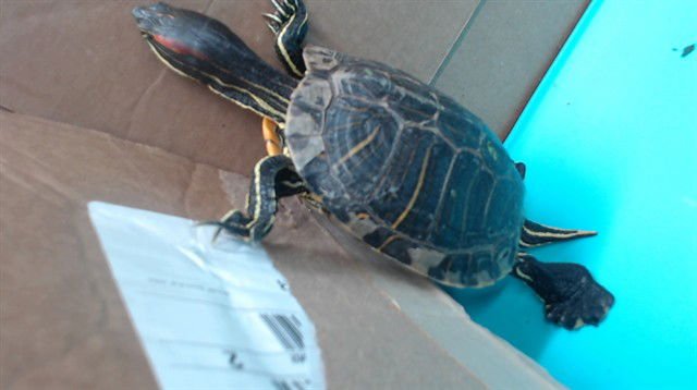 TONYA - Turtle available for adoption