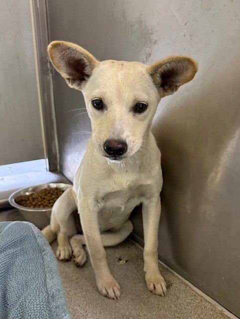 WHITE LOTUS - Chihuahua available for adoption