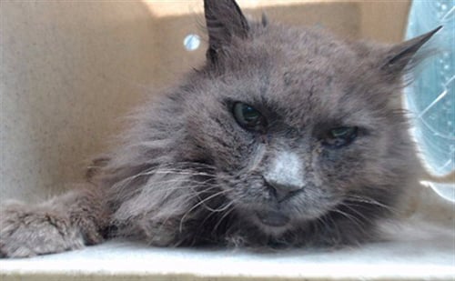 DAISY - Domestic Long Hair available for adoption