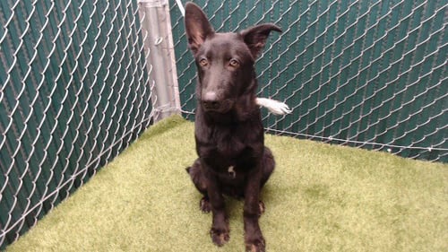 BRUCE - German Shepherd Dog available for adoption