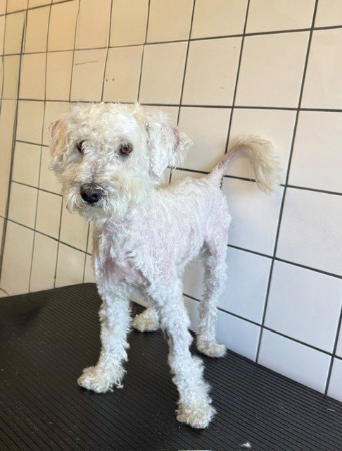 ALEX - Poodle (Miniature) available for adoption