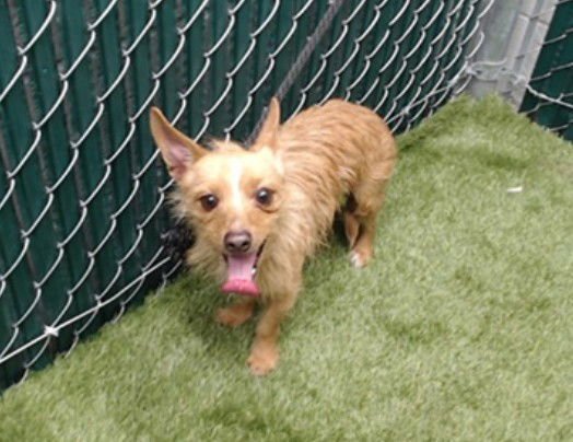 FIVE - Terrier / Yorkshire Terrier Yorkie available for adoption