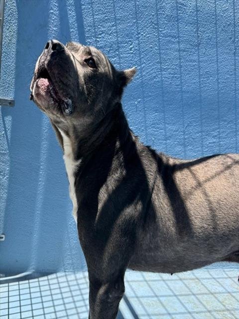 SANTA FE - Cane Corso Mastiff available for adoption