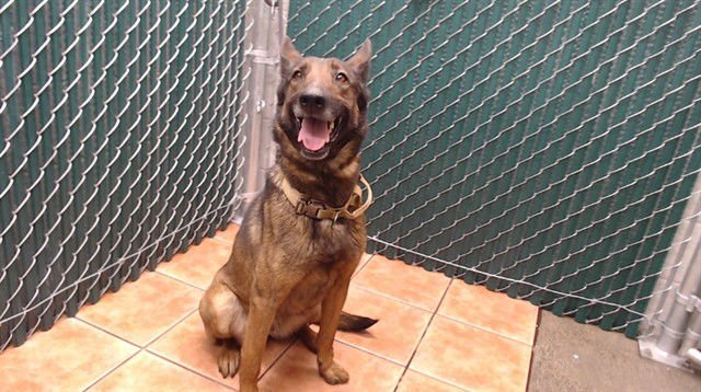 CALYPSO - Belgian Shepherd Malinois / German Shepherd Dog available for adoption