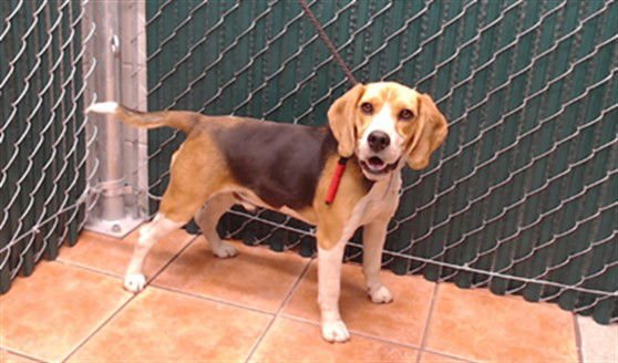 SUNNY - Beagle available for adoption