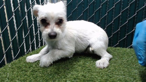 A5766361 - Terrier available for adoption
