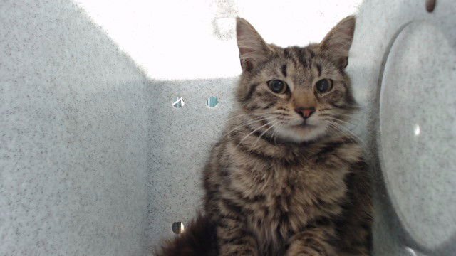 MARTHA - Domestic Short Hair available for adoption