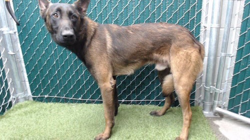 SARGE - Belgian Shepherd Malinois available for adoption