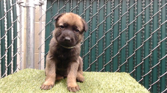 PICASSO - German Shepherd Dog available for adoption