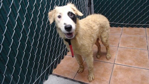 BABY - Terrier available for adoption