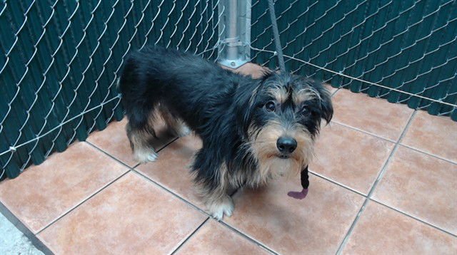 MONTGOMERY - Terrier available for adoption