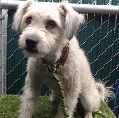 ELLIE - Maltese available for adoption