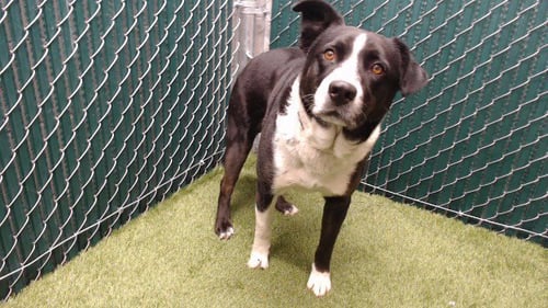 CHARLIE - Border Collie / German Shepherd Dog available for adoption