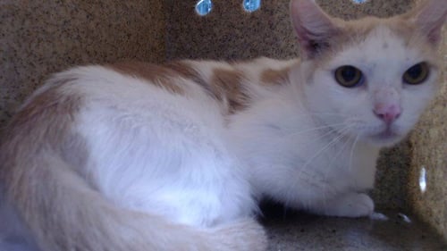 MISS OHIO - Domestic Short Hair available for adoption