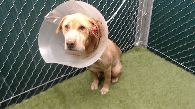 WHEATY - Golden Retriever available for adoption