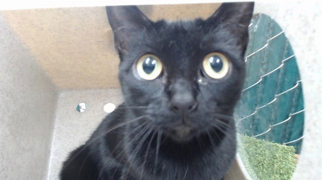 KITTY - Domestic Short Hair available for adoption