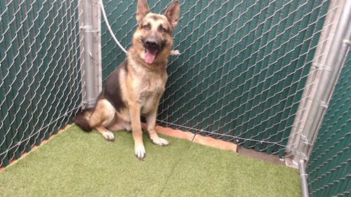 DUKE - German Shepherd Dog available for adoption