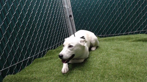 PEARL - Labrador Retriever / Siberian Husky available for adoption