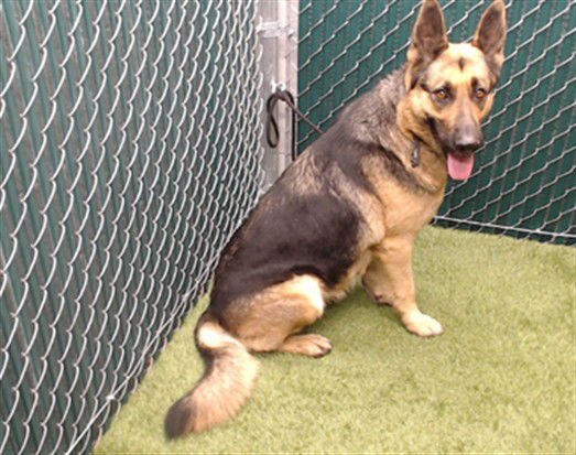 NALA - German Shepherd Dog available for adoption