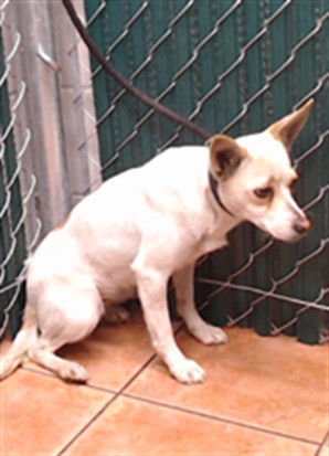 A5755392 - Terrier available for adoption