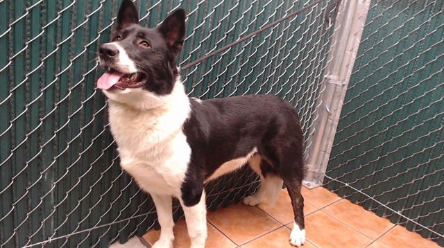 OSO - German Shepherd Dog available for adoption