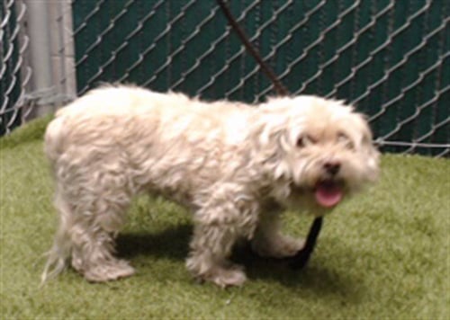 LOVE - Poodle (Toy) available for adoption