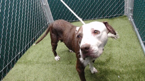 FATU - Pit Bull Terrier available for adoption