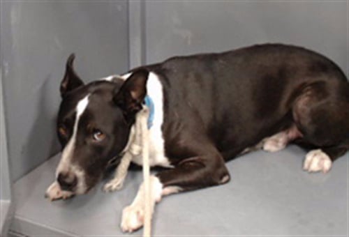 RAMBO - Pit Bull Terrier available for adoption