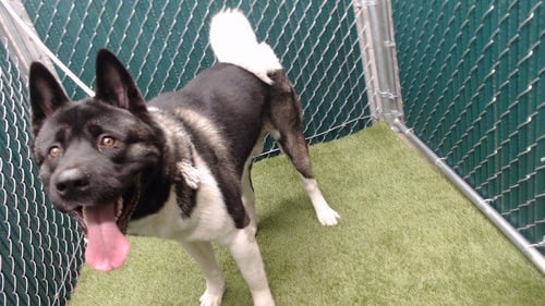 JASON - Akita available for adoption