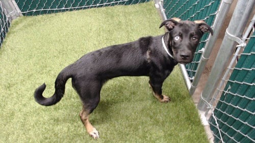 ZIGGY STARDUST - Siberian Husky available for adoption