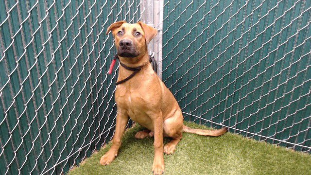 BRONCO - German Shepherd Dog available for adoption