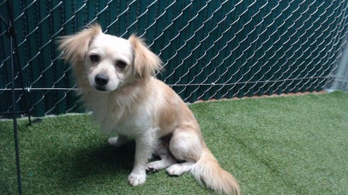 ALBANY - Chihuahua / Cocker Spaniel available for adoption