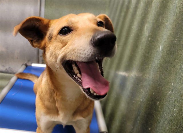 NANO - German Shepherd Dog available for adoption