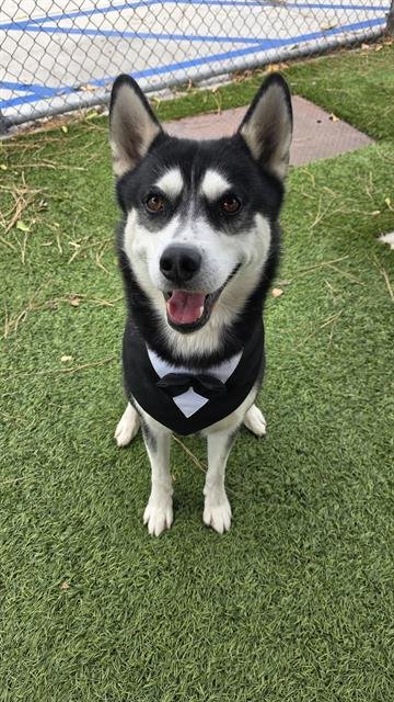 BANDIT - Siberian Husky available for adoption