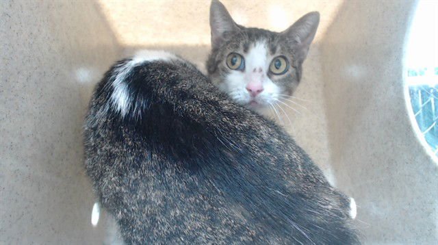 MONTY - Domestic Short Hair available for adoption