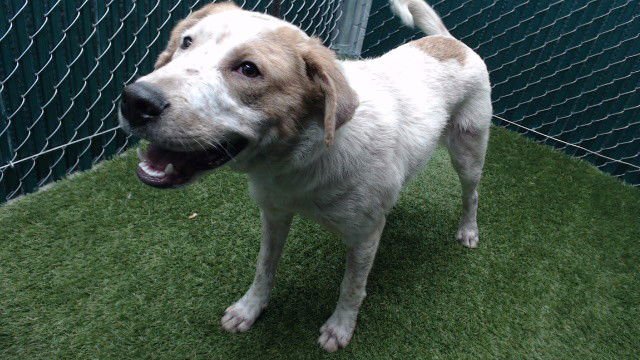 DICAPRIO - Pit Bull Terrier available for adoption