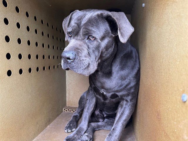 GRIFFEY - Cane Corso Mastiff available for adoption
