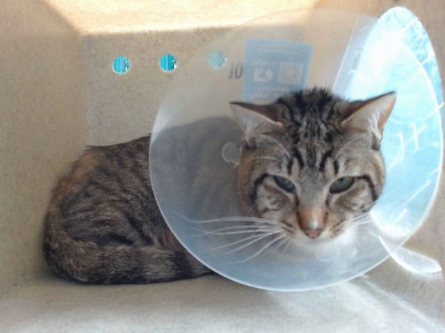 TIGRE - Domestic Short Hair available for adoption