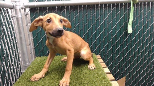 ALLISON - German Shepherd Dog available for adoption