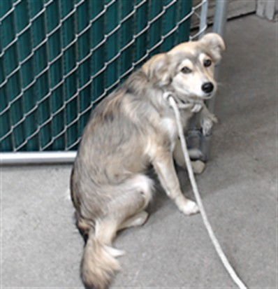 OTTIE - Chihuahua available for adoption